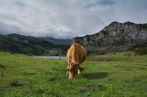 A cow grazing on a hill near lakes of Covadonga, Spain under a gloomy sky