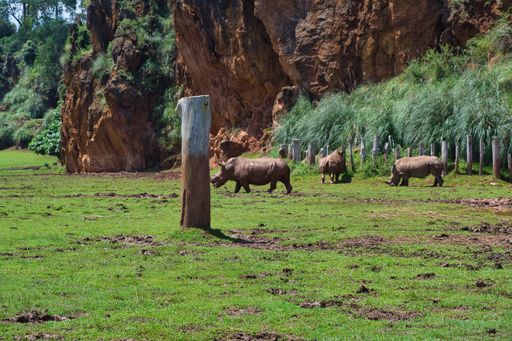 A herd of rhinoceros grazing on a field in Cantabria, Spain