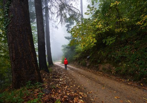A  back view of a person walking in the Montseny natural park reserve on a foggy and rainy day