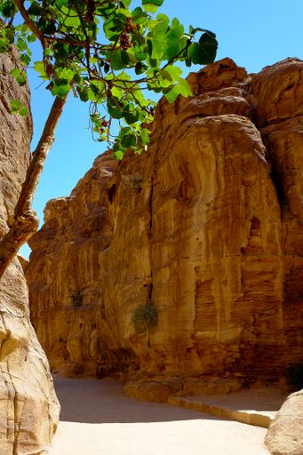 A vertical shot of a pathway between huge rocks in Petra, Jordan