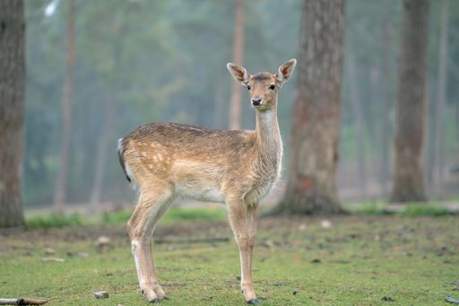 A shallow focus shot of a beautiful young female fallow deer standing in the middle of a meadow with a blurry forest background
