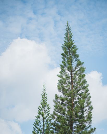 A vertical shot of pine trees swaying under the cloudy sky