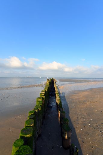 A vertical shot of a beach and wooden barriers on it in Breskens, The Netherlands