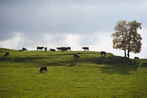 A group of brown cows grazing on a green hillside meadow