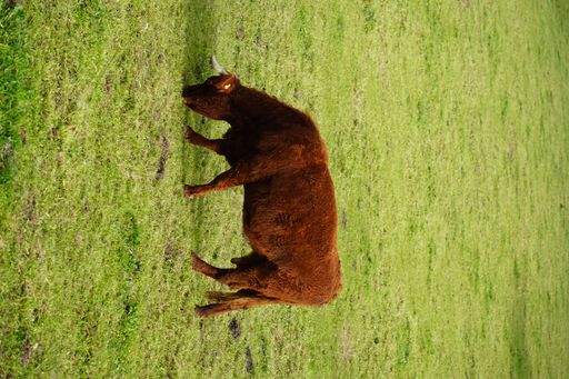 A single brown cow grazing on a green hillside meadow