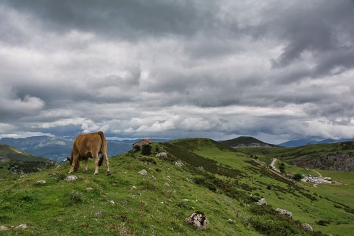 A cow grazing on a hill near lakes of Covadonga, Spain under a gloomy sky
