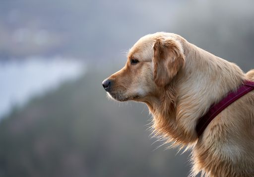 A side view of a cute lovely young female golden retriever dog outdoors on a sunny day