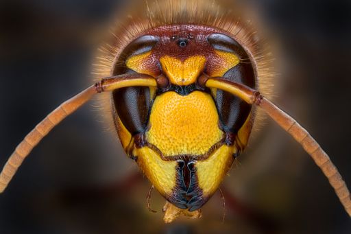 A macro shot of a beautiful bee