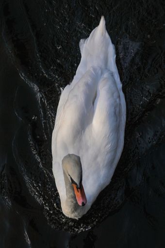 A vertical top view of a white swan swimming in a lake