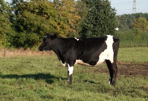 A beautiful shot of a cow in a field during the day