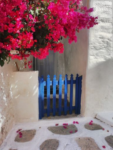 An old fashioned blue gate with bougainvillea in the old  town on the Greek Island of Sikinos