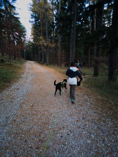 children and their dog running along a path in the forest
