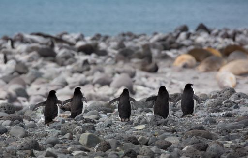 A selective focus shot of five penguins  walking on the stones in Antarctica