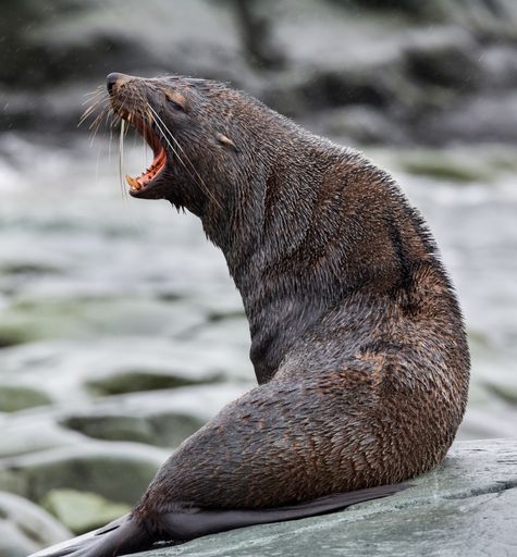 A selective focus shot of a seal with an opened mouth on a stone in Antarctica