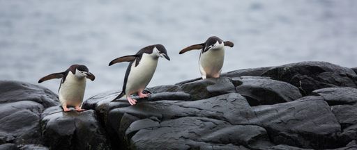 A panoramic view of three penguins on the stones in Antarctica