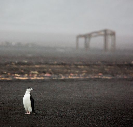 A selective focus shot of a penguin standing on a black ground and looking left