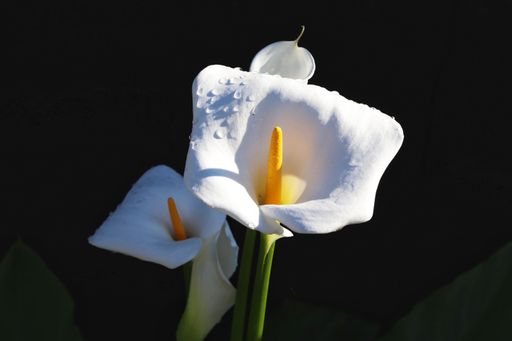 A closeup shot of beautiful white calla lily flowers with dewdrops in a garden
