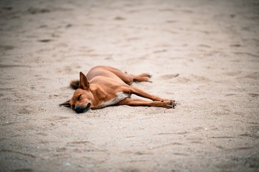 A dog sleeps comfortably on the beach.