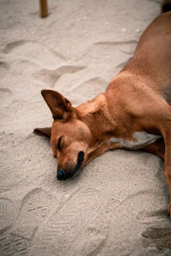 Closeup shoot dog sleeping on the beach.
