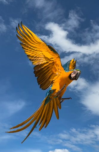 A vertical closeup of the blue-and-yellow macaw in the sky. Ara ararauna, the blue-and-gold macaw.