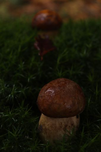 A selective focus shot of a Suillus luteus fungs mushrooms on the grassland in the forest