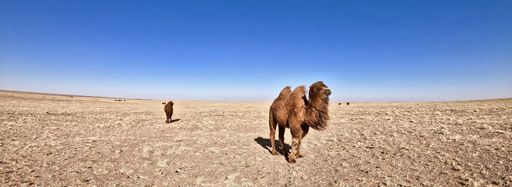 A panoramic shot of camels walking in a windy desert under a blue sunny sky