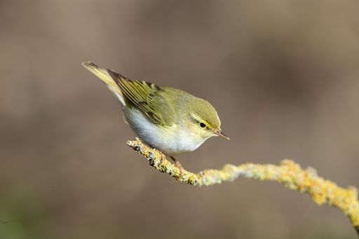 Adult Wood warbler Phylloscopus sibilatrix on spring migration stopping over perched on branch with lichens. Malta, Mediterranean
