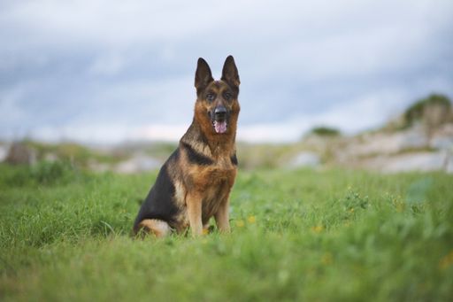 A selective focus shot of the German shepherd dog sitting in the meadow