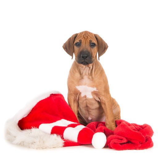 A cute Rhodesian Ridgeback puppy and a red Christmas hat with a white background
