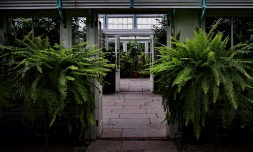 The green fern plants decorating the greenhouse in the park