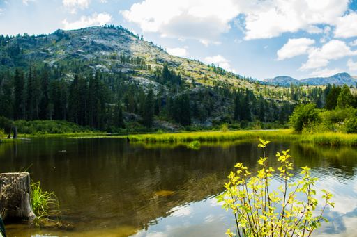 A wide shot of a lake surrounded with green plants and trees near a mountain