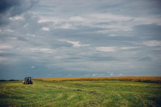 A horizontal view of a tractor in a field and some storks on the grass ground under the blue sky