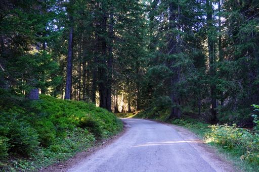 A serene forest path surrounded by lush green trees and dappled sunlight in a tranquil woodland setting.