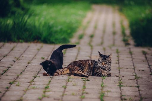 A selective focus shot of a stripped cat sitting on the ground and black kitten playing with her tail