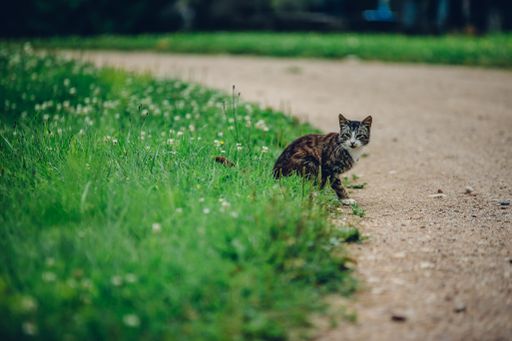 A selective focus shot of stripped kitten on the edge of the road