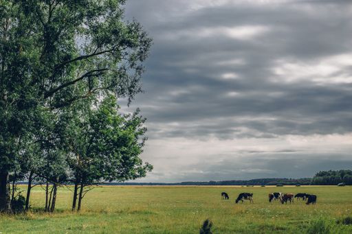 A horizontal shot of a green grass field with cows grazing there under cloudy sky