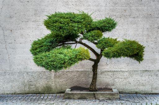 A beautiful bonsai tree on the side of a street