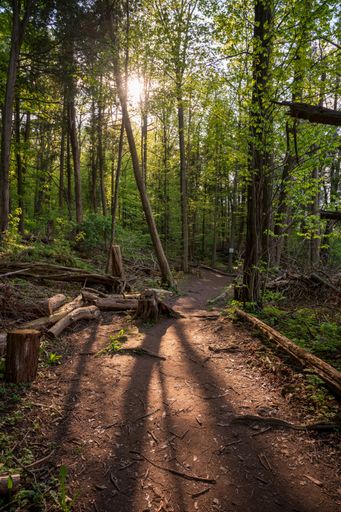 A vertical shot of the sun shining through thin tall green trees in a forest