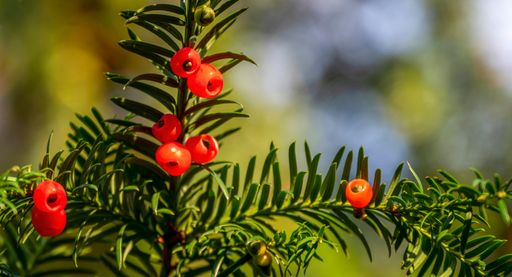 Macro shot of a rowan shrub (sorbus aucuparia) with ripe red rowan berries in sunlight.