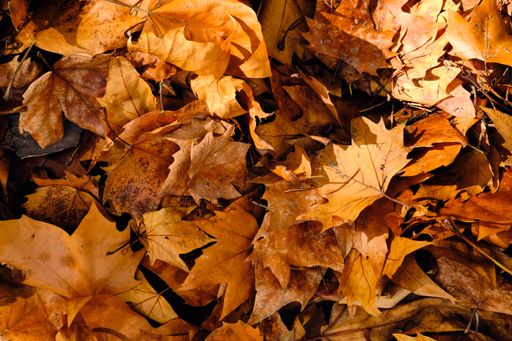 A top view of fallen dry autumn maple leaves on the ground with sunlight
