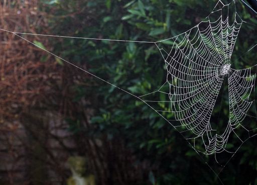 The spiders web in garden