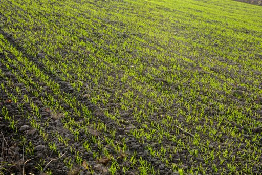 A view of a green agricultural field