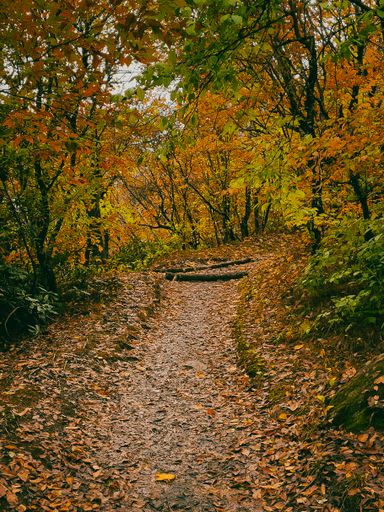 The trail in the park going between the trees on a rainy day in Craggy Gardens, NC