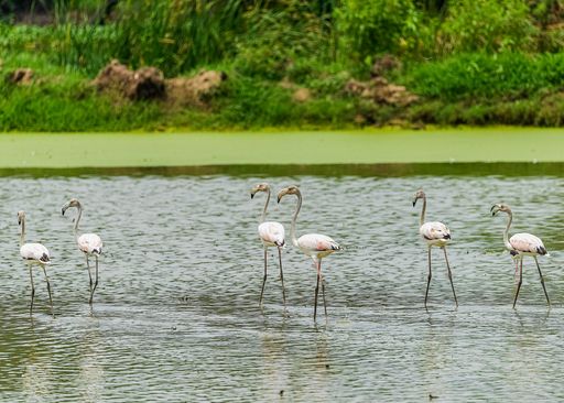 A group of exotic flamingos in the lake in the park