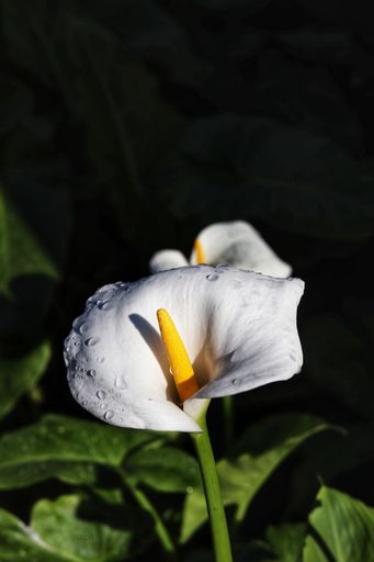 A vertical shot of a beautiful white calla lily flower with dewdrops in a garden