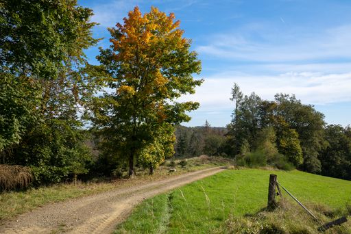The apple trees along a meadow in Bergisches Land, Germany