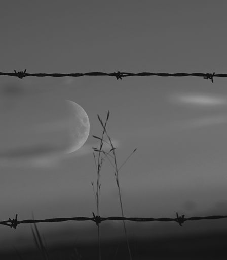 A grayscale shot of plants and the moon through barbed wire