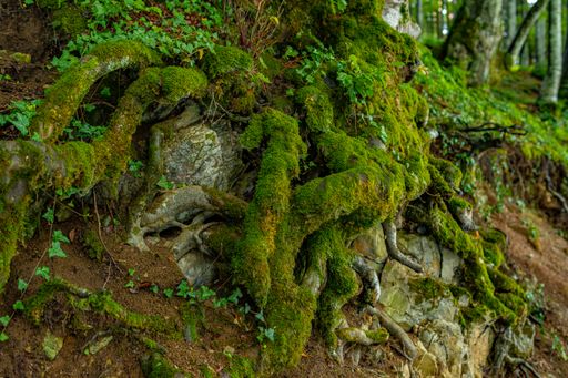 A closeup shot of the big roots of a beautiful tree