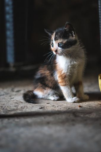 A vertical shot of a cute cat