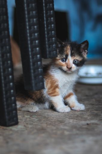 A vertical shot of a cute baby cat